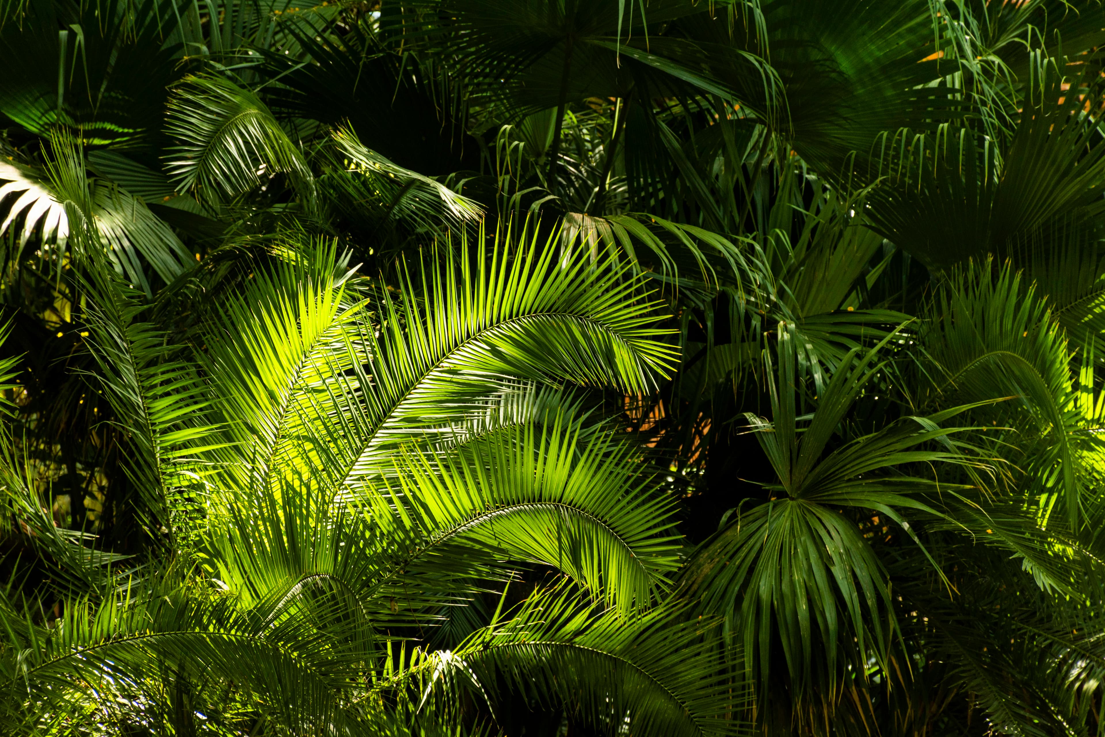 Fundo Floresta